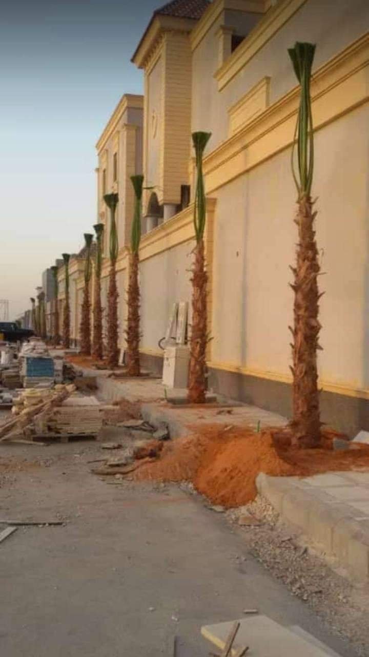 زراعة الأشجار والنخيل بالرياض